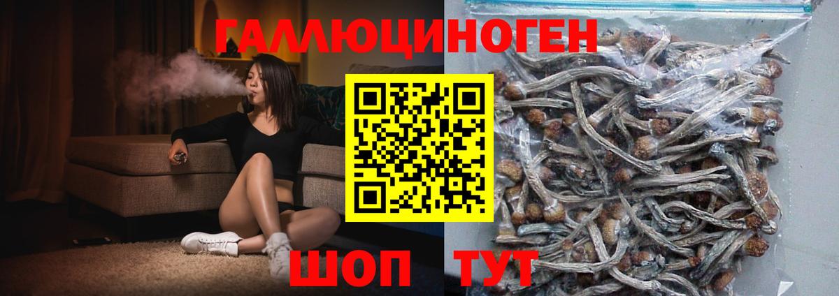 Псилоцибиновые грибы Psilocybe Абинск